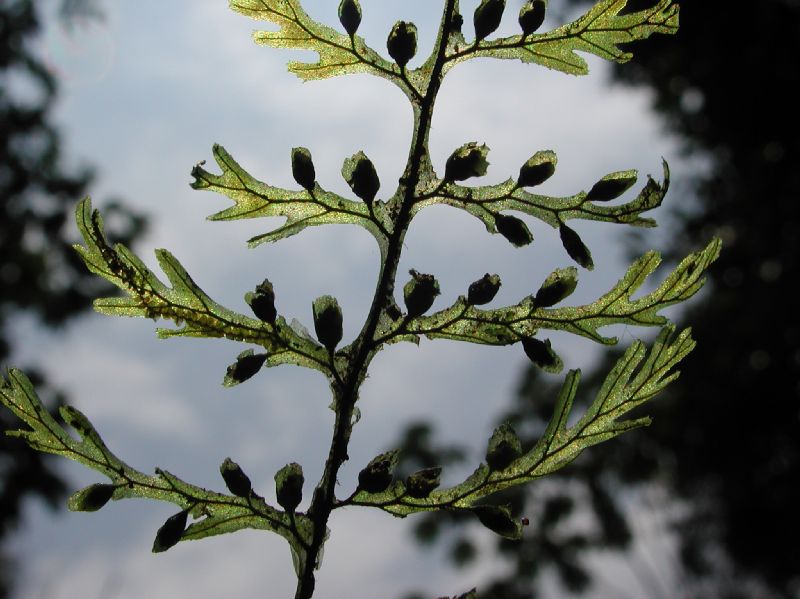 Hymenophyllaceae Hymenophyllum fucoides