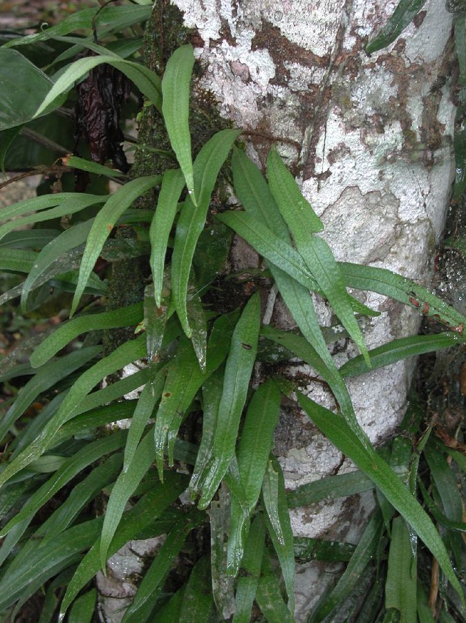 Polypodiaceae Microgramma dictyophylla