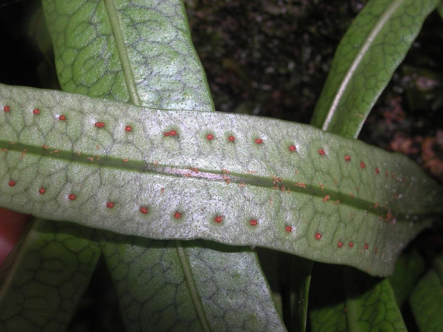 Polypodiaceae Microgramma dictyophylla