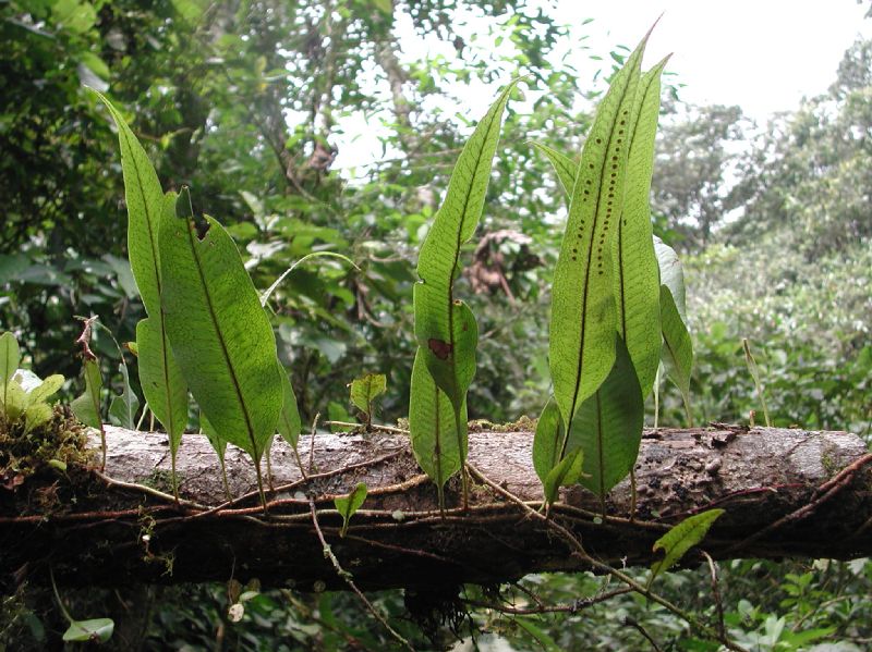 Polypodiaceae Microgramma percussa