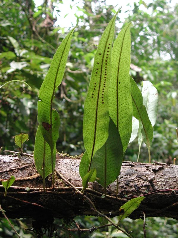 Polypodiaceae Microgramma percussa