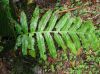 image of Phlebodium decumanum
