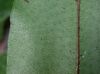 image of Phlebodium decumanum