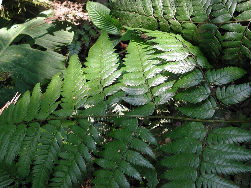 Dryopteridaceae Polybotrya osmundacea