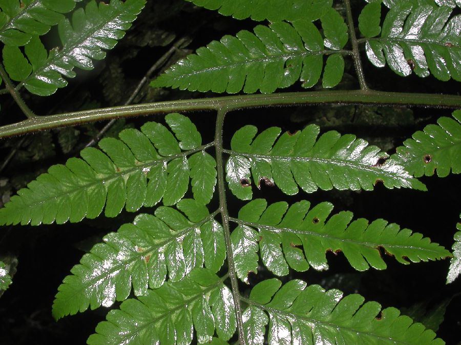 Dryopteridaceae Polybotrya osmundacea