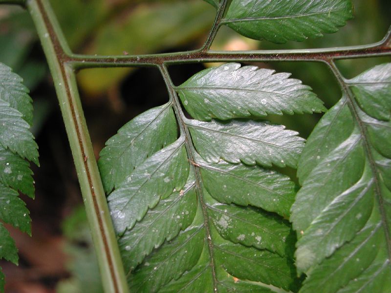 Dryopteridaceae Polybotrya osmundacea