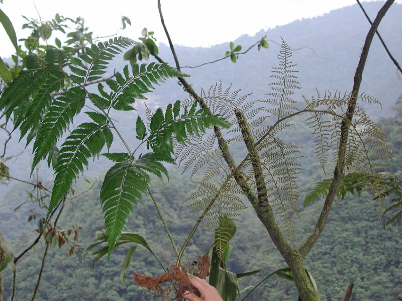 Dryopteridaceae Polybotrya osmundacea