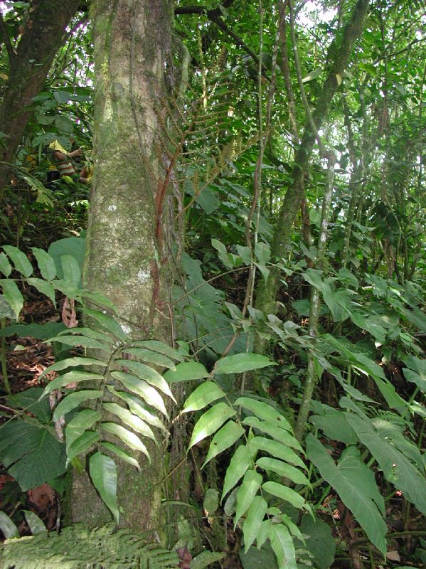 Dryopteridaceae Polybotrya polybotryoides