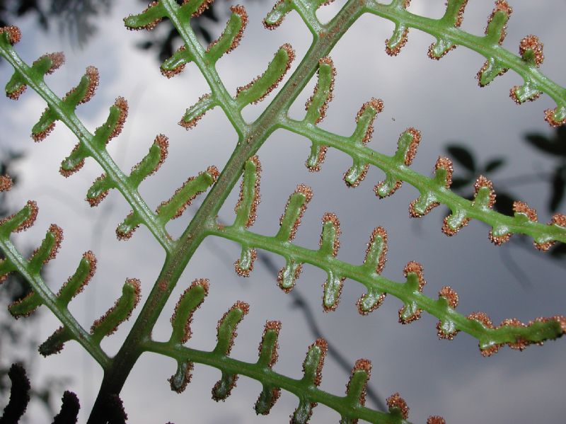 Dryopteridaceae Polybotrya polybotryoides