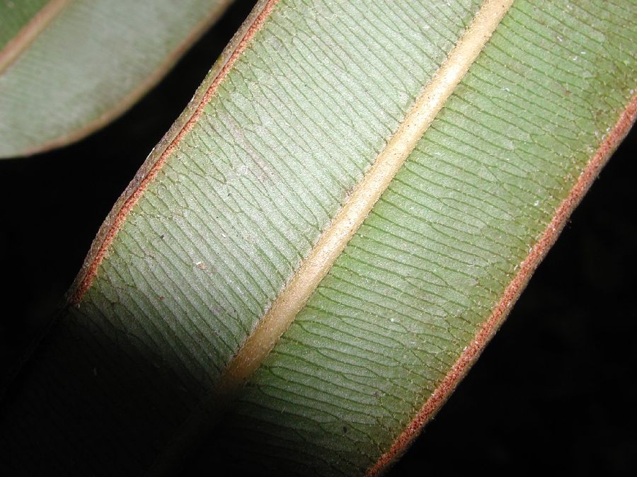 Pteridaceae Pteris grandifolia
