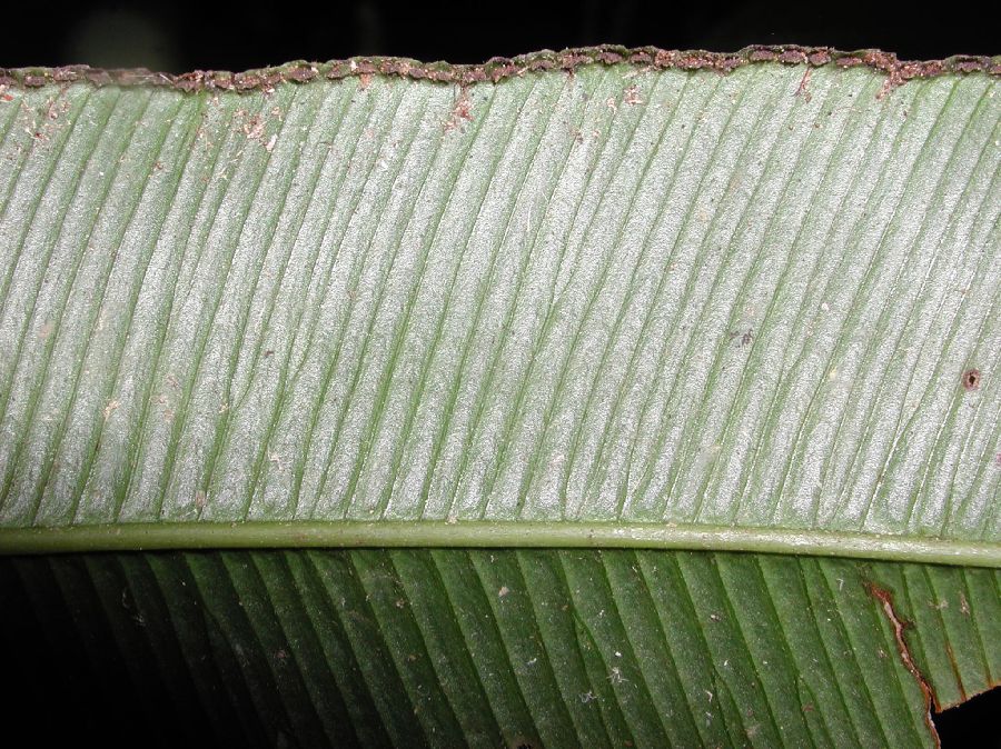 Saccolomataceae Saccoloma elegans