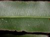 image of Saccoloma elegans