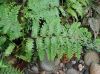 image of Selaginella exaltata
