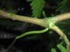 image of Selaginella exaltata