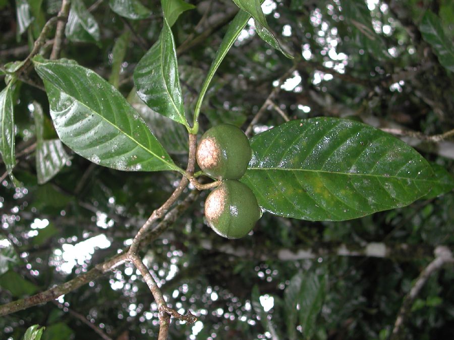 Apocynaceae Tabernaemontana sanaho