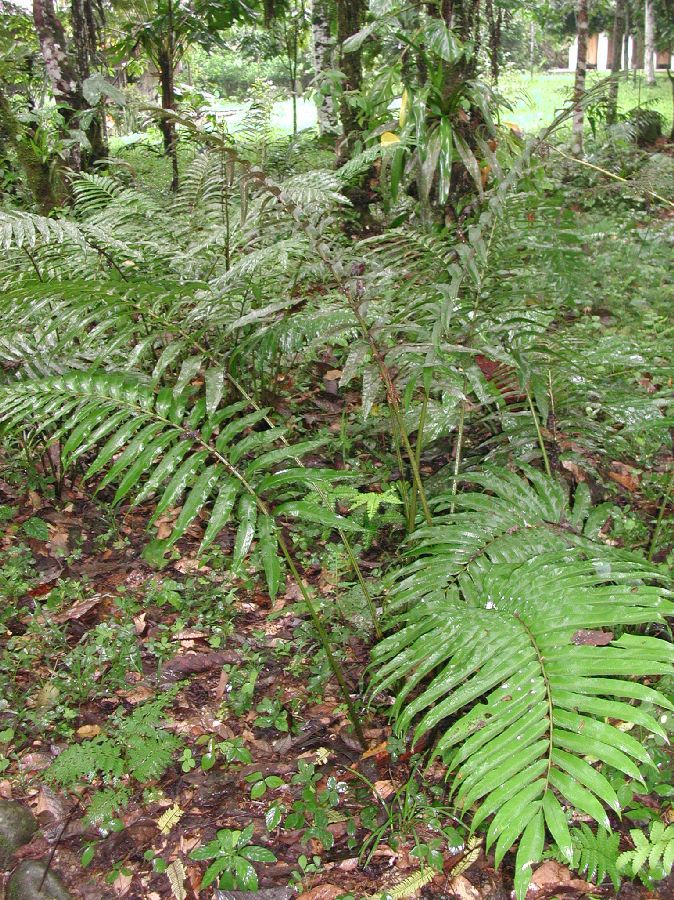 Thelypteridaceae Meniscium falcatum