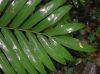 image of Goniopteris falcatum