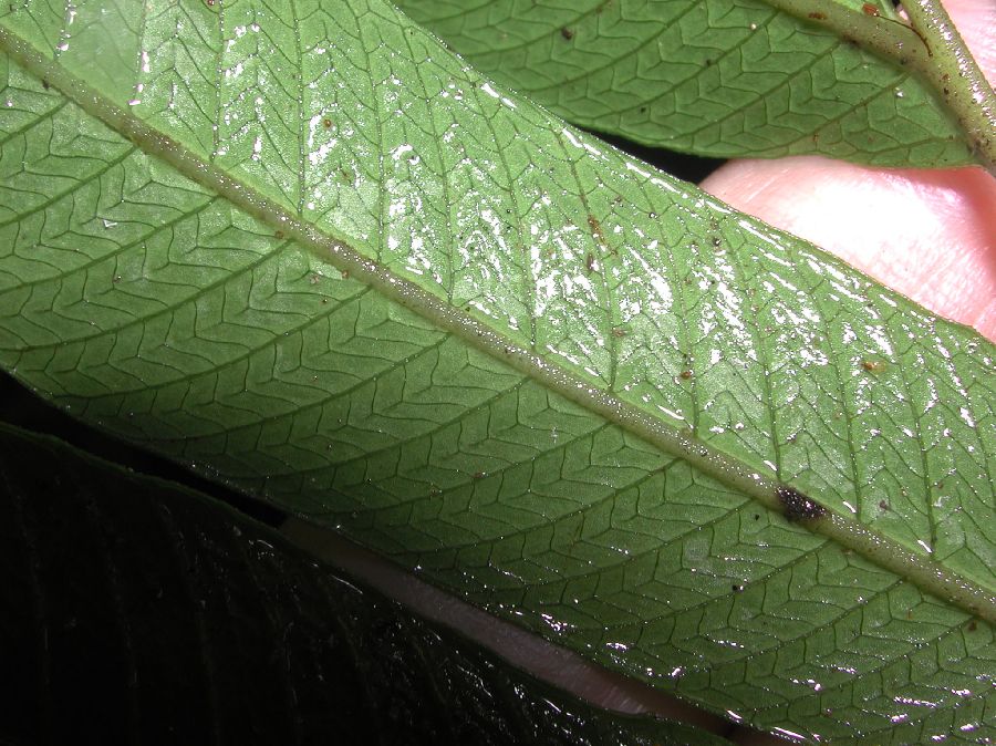 Thelypteridaceae Meniscium falcatum