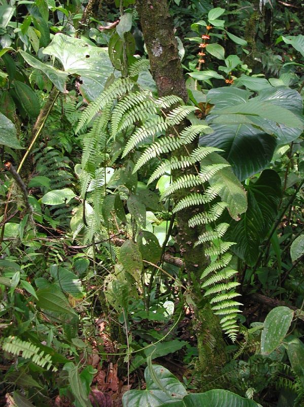 Thelypteridaceae Amauropelta pteroidea