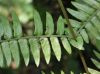 image of Amauropelta pteroidea