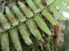 image of Amauropelta pteroidea