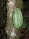 image of Theobroma cacao