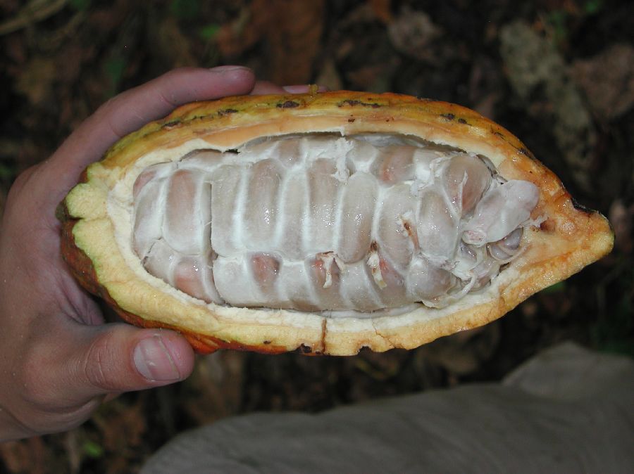 Byttneriaceae Theobroma cacao