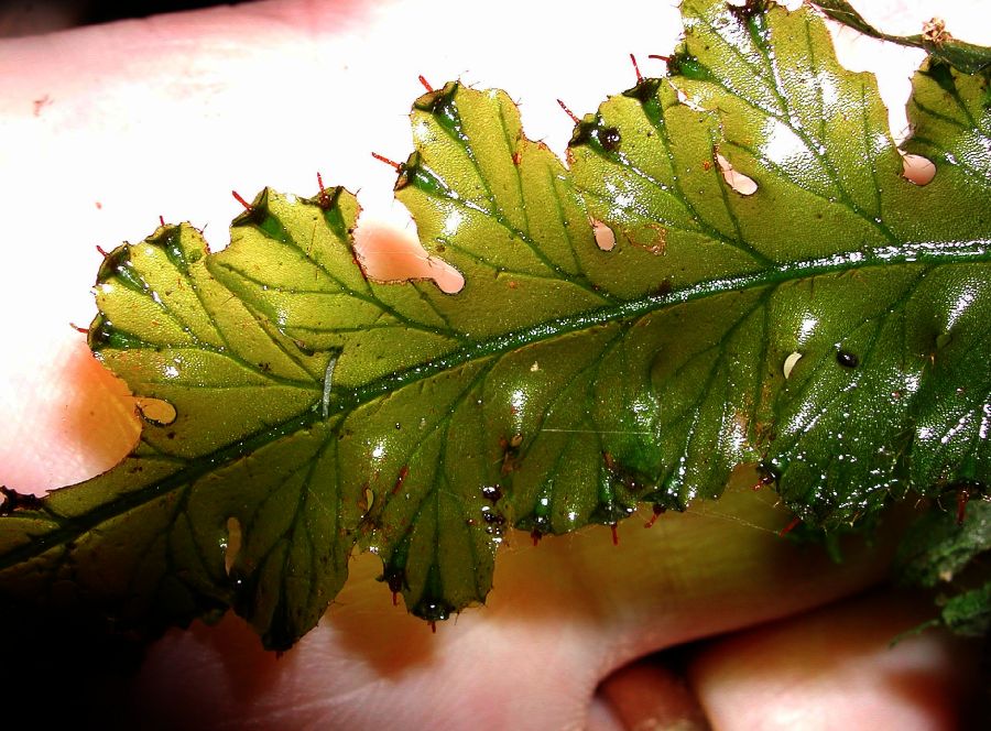 Hymenophyllaceae Trichomanes polypodioides