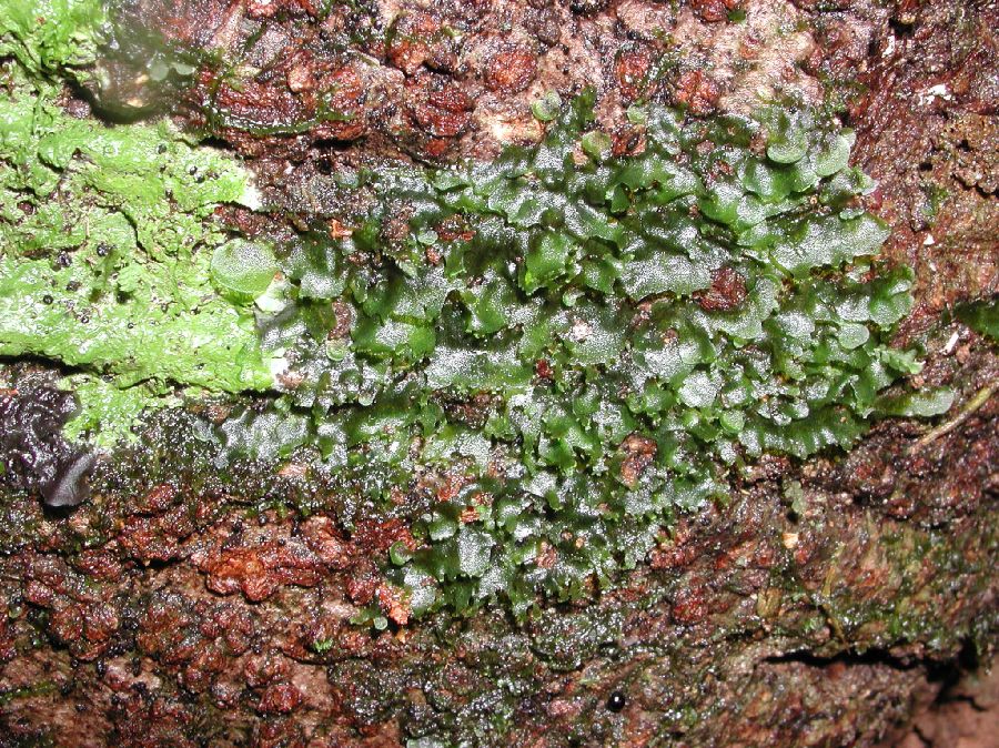 Pteridaceae Polytaenium 