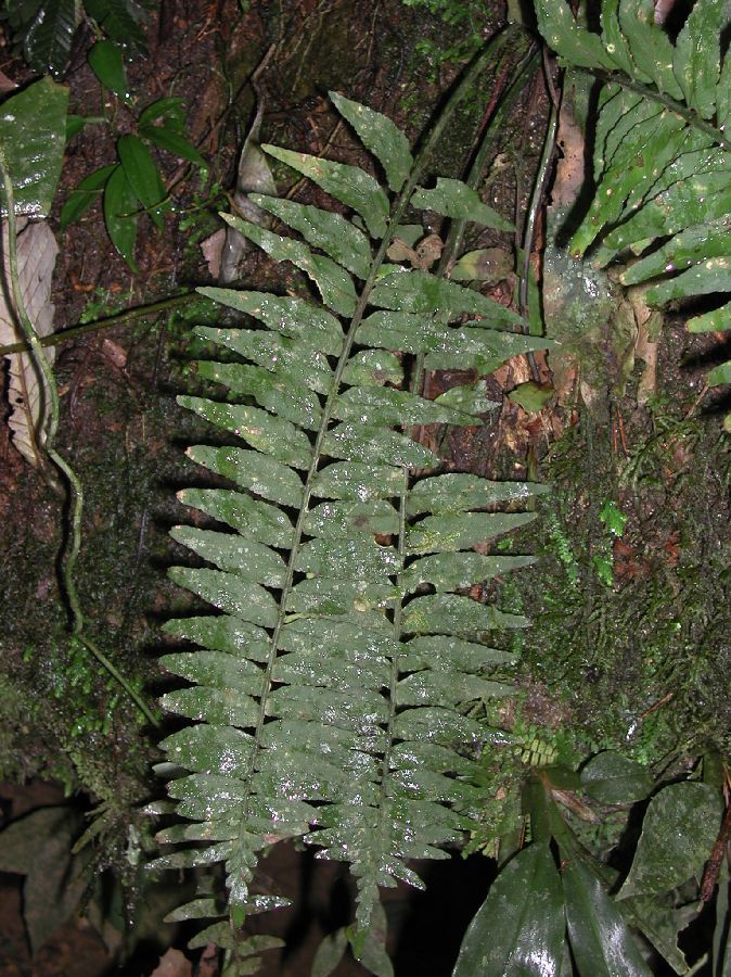 Aspleniaceae Asplenium salicifolium