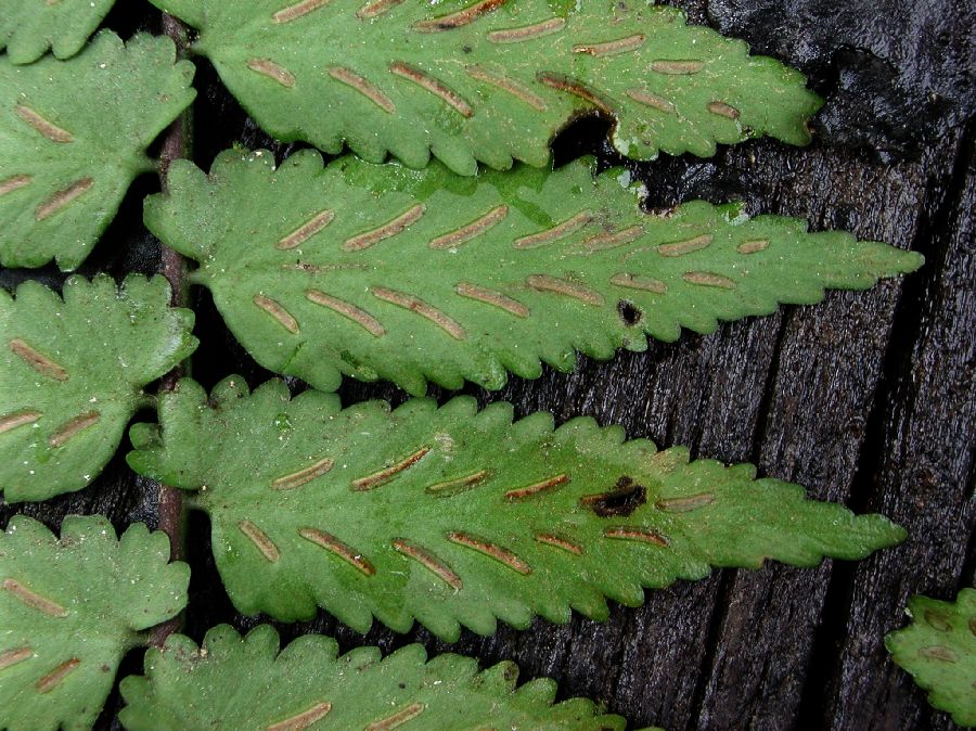 Aspleniaceae Asplenium salicifolium