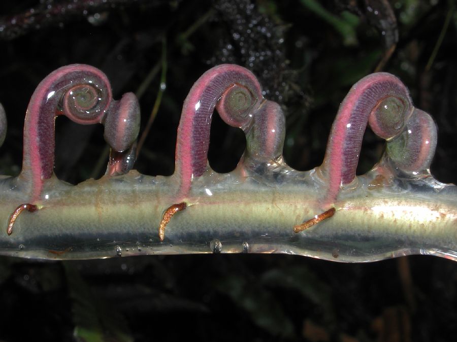 Blechnaceae Parablechnum cordatum