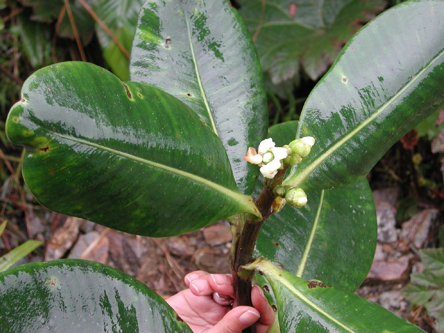 Clusiaceae Clusia 
