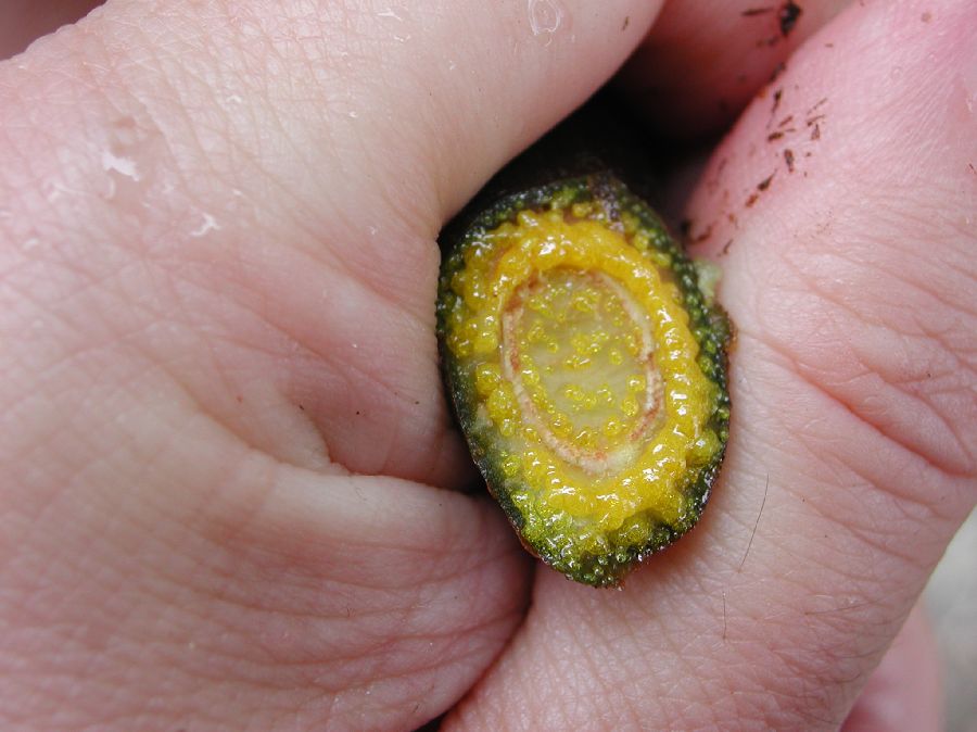 Clusiaceae Clusia 