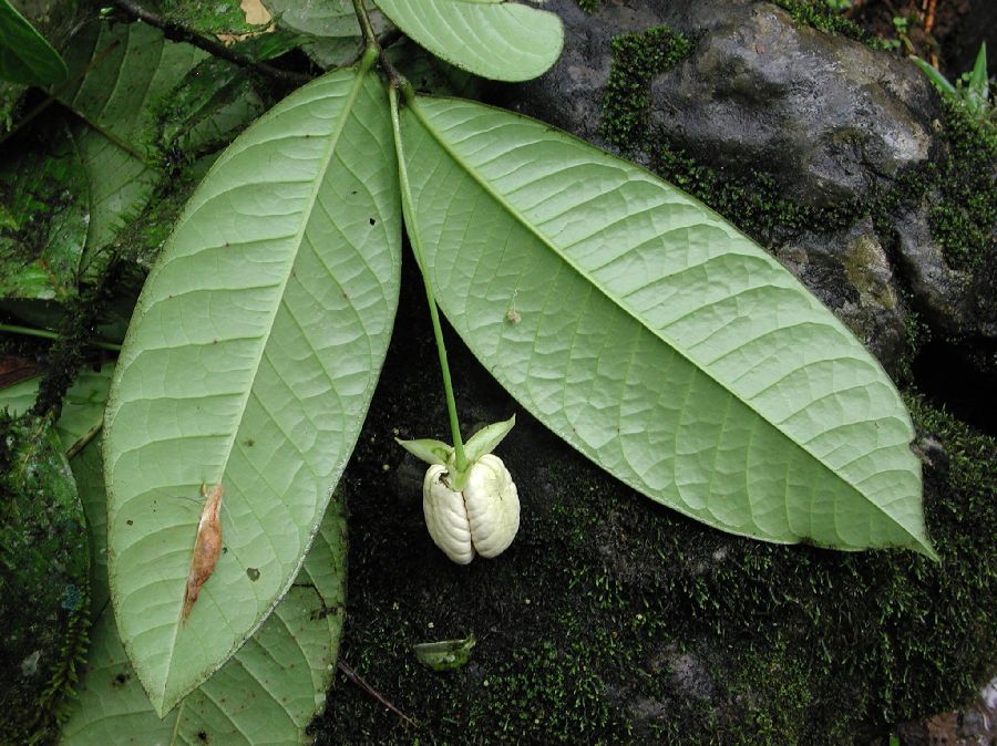 Annonaceae Cymbopetalum 