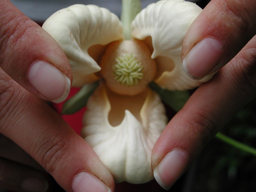 Annonaceae Cymbopetalum 