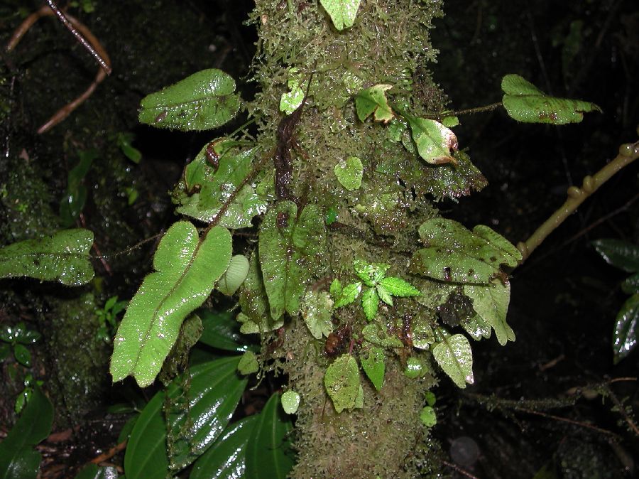 Dryopteridaceae Elaphoglossum exertipes