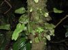 image of Elaphoglossum exertipes