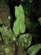 image of Elaphoglossum exertipes