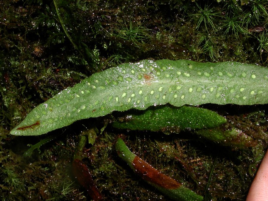 Grammitidaceae Enterosora ecostata