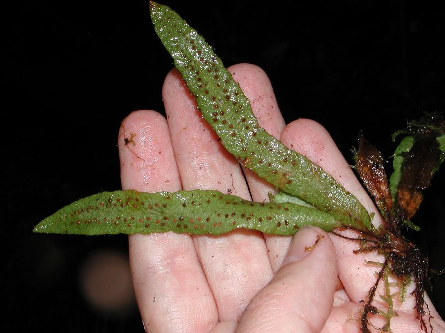 Grammitidaceae Enterosora ecostata