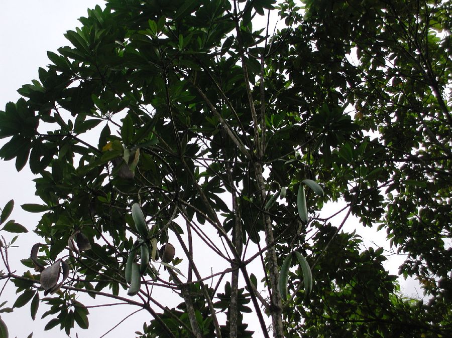 Apocynaceae Himatanthus 
