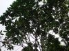 image of Himatanthus 