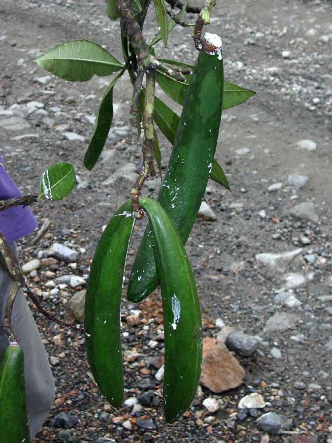 Apocynaceae Himatanthus 