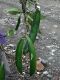 image of Himatanthus 