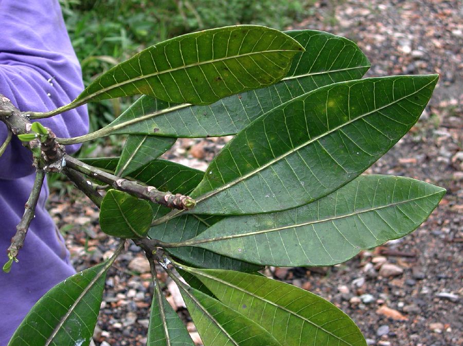 Apocynaceae Himatanthus 