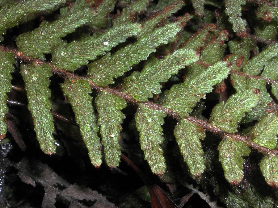Hymenophyllaceae Hymenophyllum pyramidatum