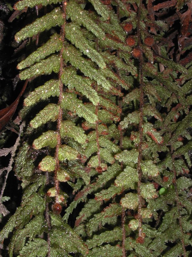Hymenophyllaceae Hymenophyllum pyramidatum