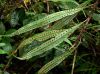 image of Microgramma dictyophylla