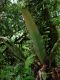 image of Niphidium crassifolium